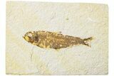 Fossil Fish (Knightia) - Green River Formation #234222-1